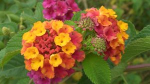 Lantana_camara_flowers_2